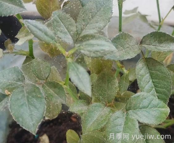 春季月季爆发红蜘蛛了，该怎么办？(图1)
