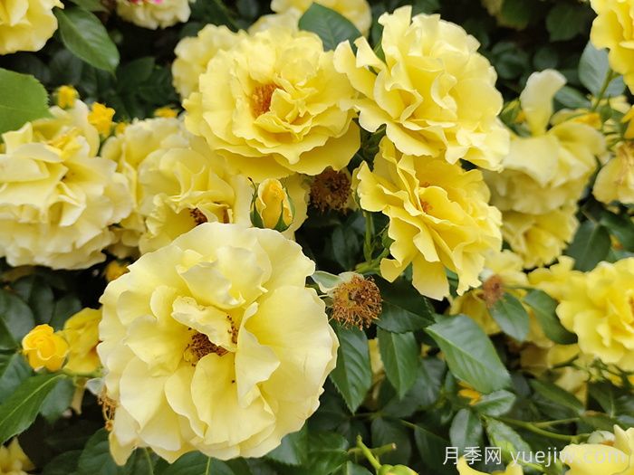 黄玫瑰代表什么意思?(图1) 黄玫瑰代表什么意思?(图1)