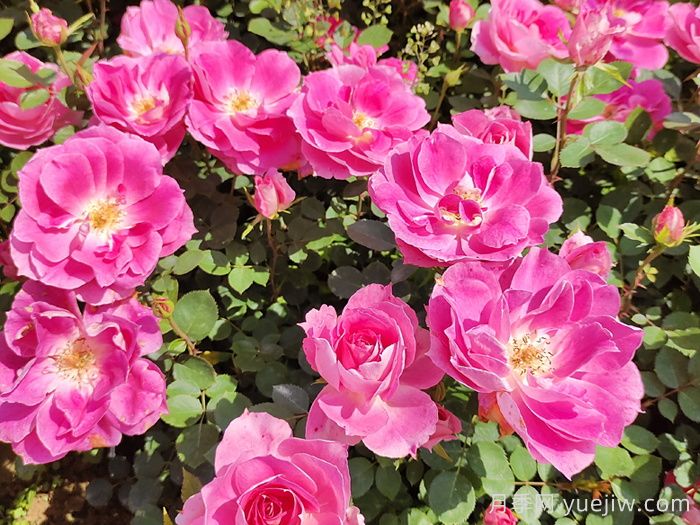 月季花有什么颜色？花色总结(图2)