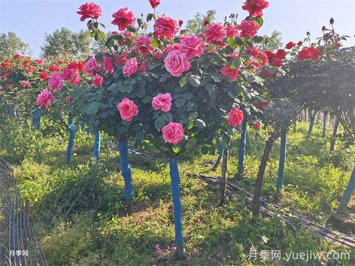 购买5公分树状月季时，如何判断其品质的好坏？(图1)