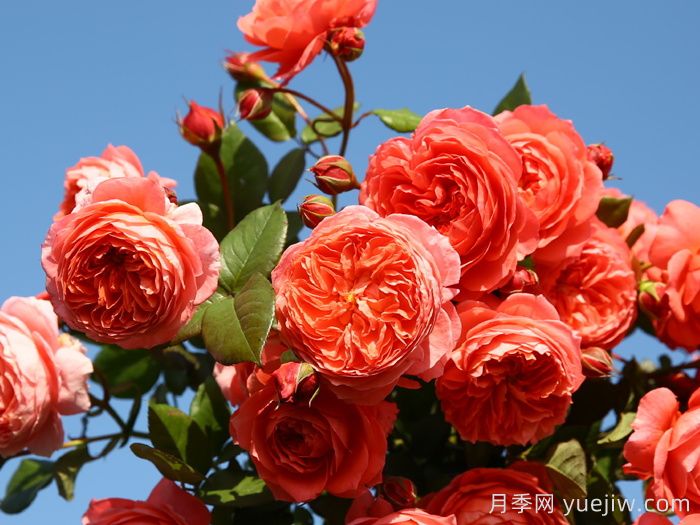 夏日花火月季的优缺点？(图1)