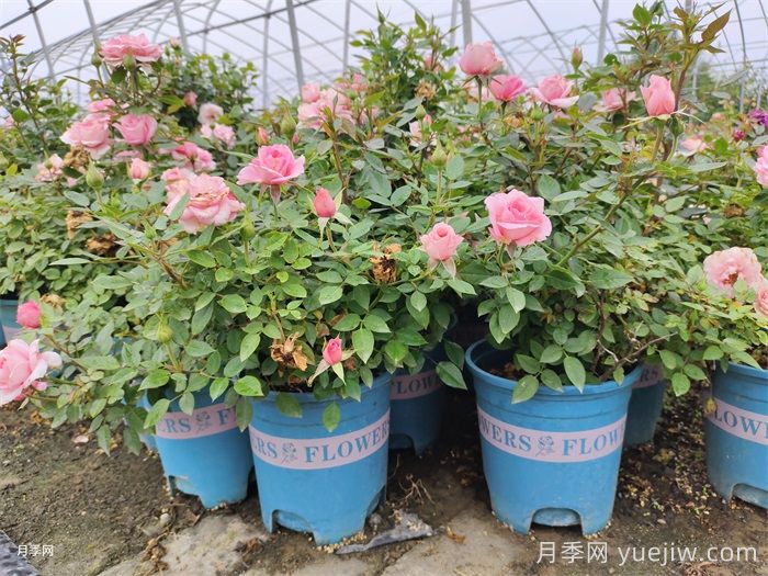 夏季月季花能不能暴晒?(图1) 夏季月季花能不能暴晒?(图1)