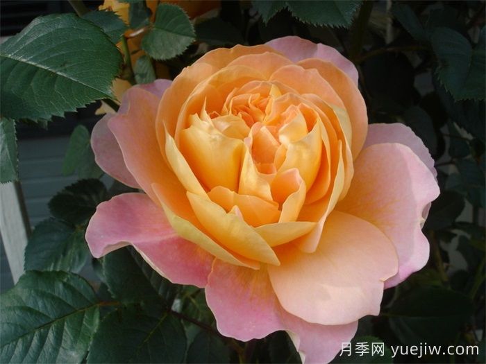 印象派月季可以做灌木吗？(图1)