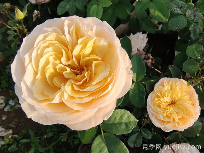 10种最值得种的切花月季(图1) 10种最值得种的切花月季(图1)