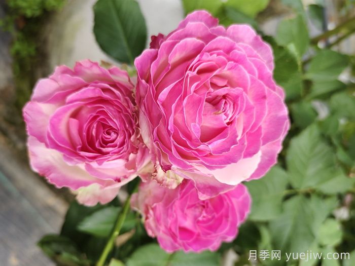 10种最值得种的切花月季(图2) 10种最值得种的切花月季(图2)