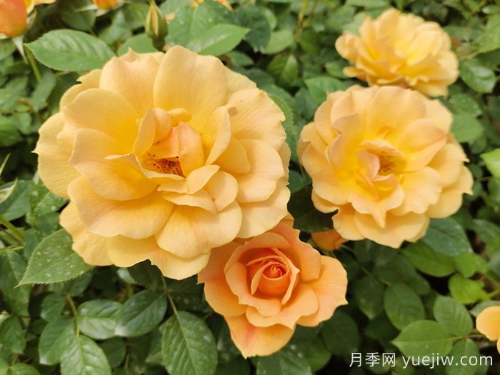 黄月季哪个品种最好养勤花？(图1)