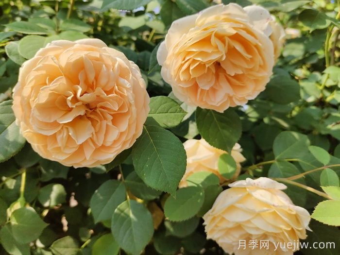 黄月季哪个品种最好养勤花？(图2)