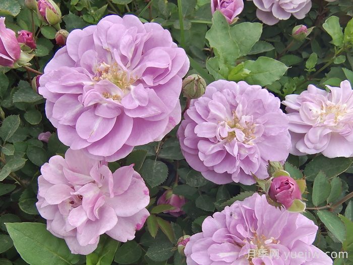 月季花种子几月播种最好？(图1)