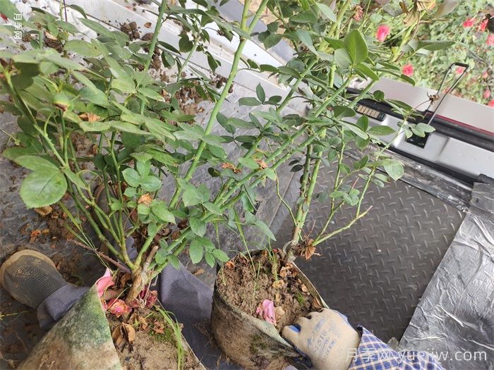 月季花盆栽的品种选择和修剪要点(图1)