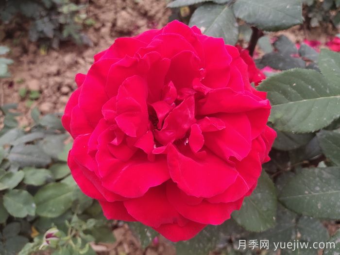 茶花女月季与梅朗口红月季的区别是什么？(图1)