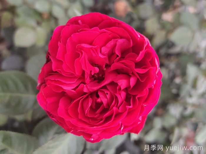 茶花女月季与梅朗口红月季的区别是什么？(图2)