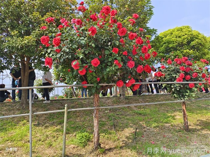 树状月季为什么嫁接的都是绯扇粉扇？(图2)