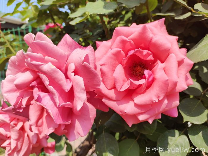 绯扇月季和粉扇月季哪个更受欢迎?(图1) 绯扇月季和粉扇月季哪个更受欢迎?(图1)