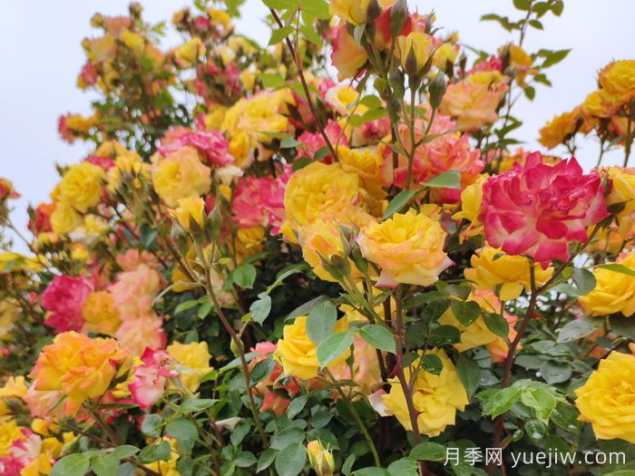 藤彩虹月季和微彩虹月季的区别？(图1)