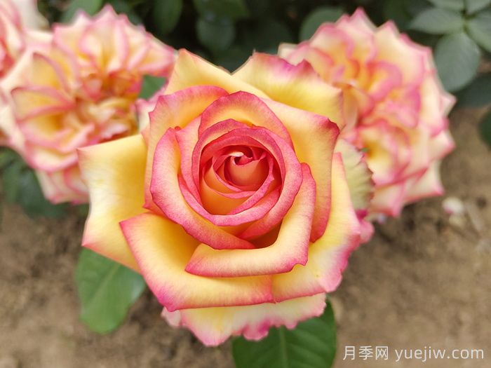 红黄相间的月季品种有哪些(图2) 红黄相间的月季品种有哪些(图2)