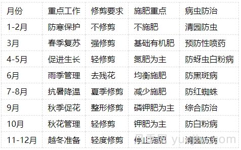 月季的生长周期，一年四季的管理办法(图4)
