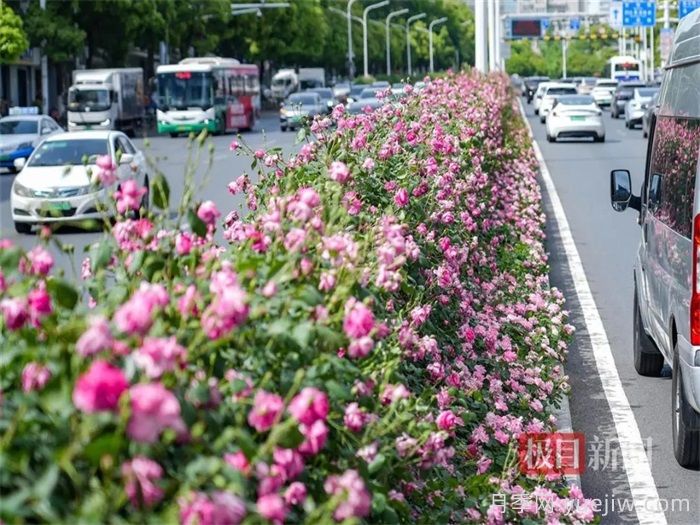 湖北武汉月季炸街，月季成道路颜值担当(图1)