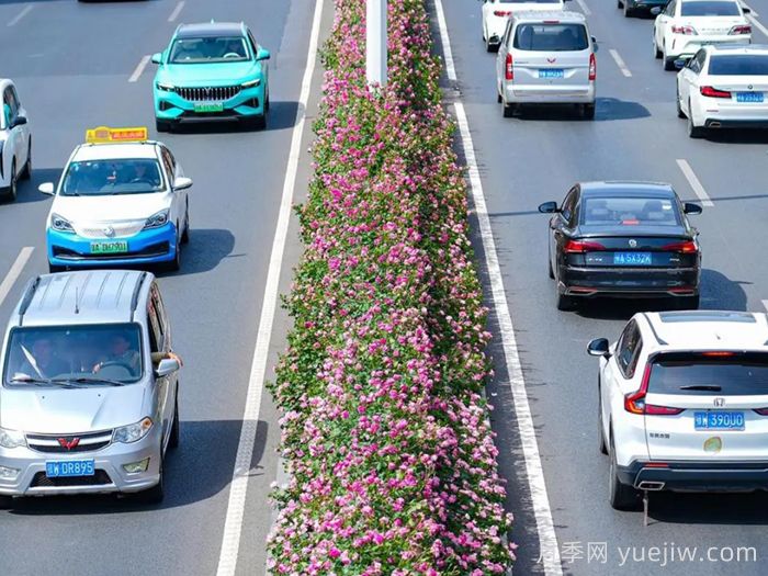 湖北武汉月季炸街，月季成道路颜值担当(图2)