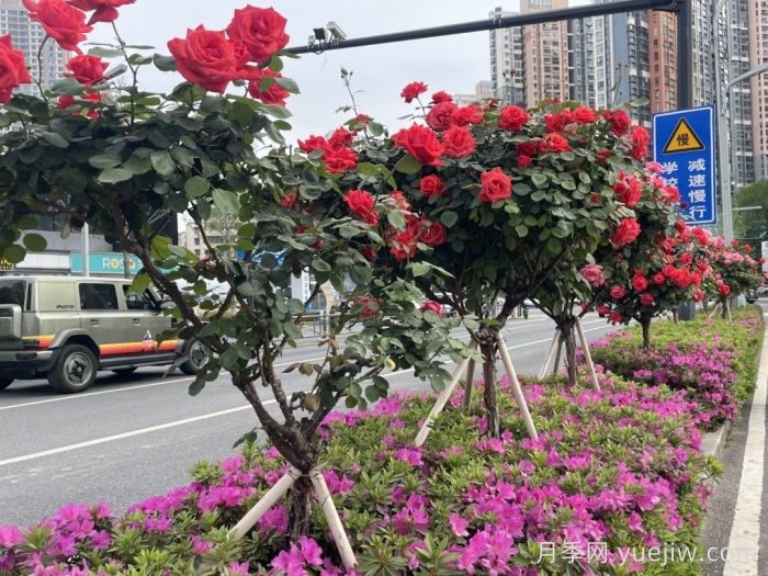 湖北武汉月季炸街，月季成道路颜值担当(图3)