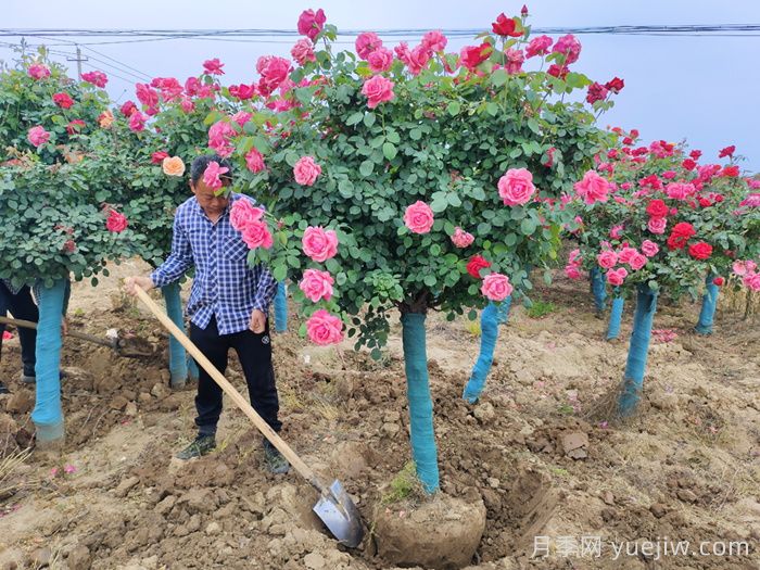 园林绿化中古桩月季挖苗土球该多大合适？(图2)