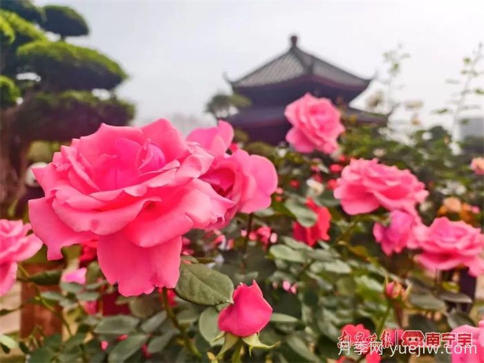 南宁南湖公园，2万株月季盛放的梦幻花园(图2)