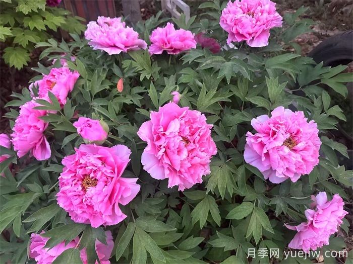 植物百科：牡丹与芍药的区别(图1)