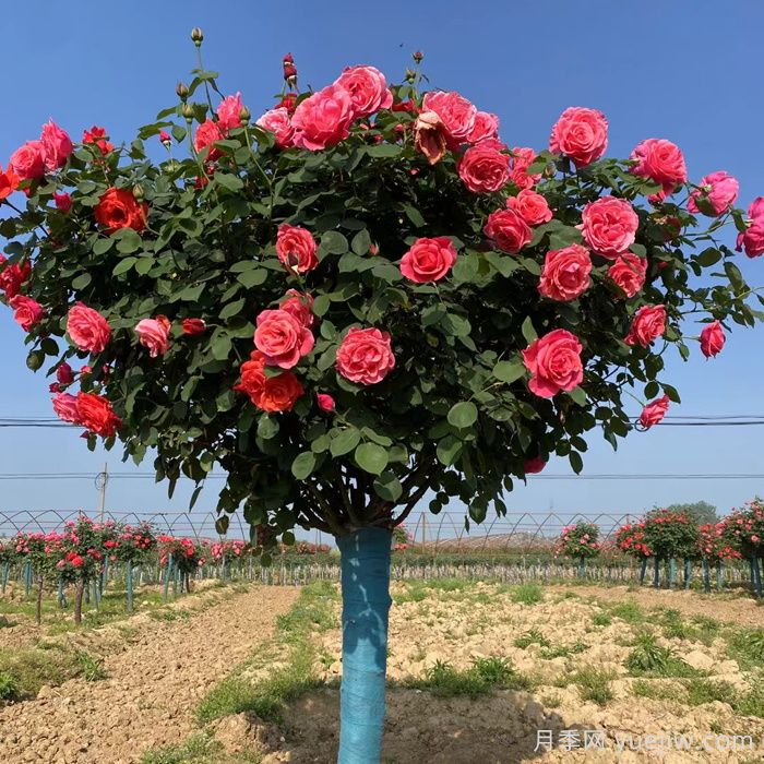 树状月季一年开几次花？(图1)