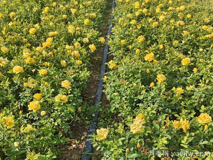 月季修剪后的详细施肥(图1)