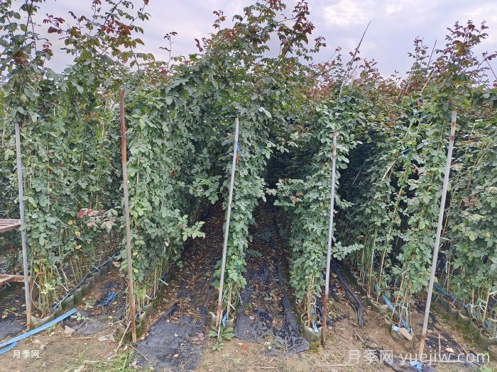 月季什么时候可以施肥？月季施肥时间及方法(图2)