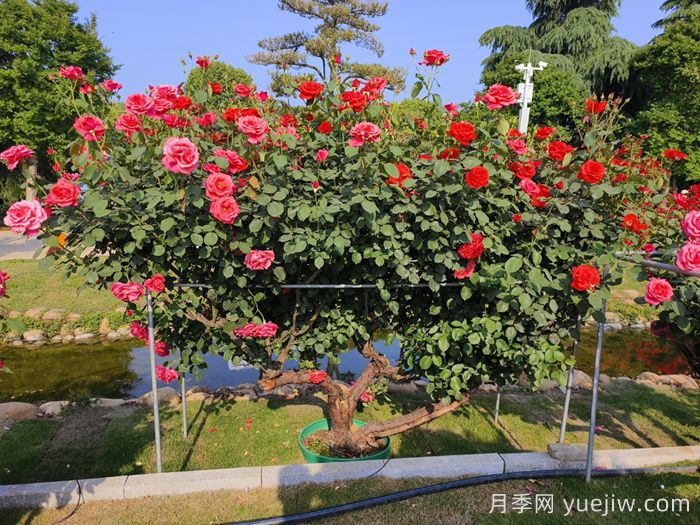 古桩月季(图5) 古桩月季(图8)