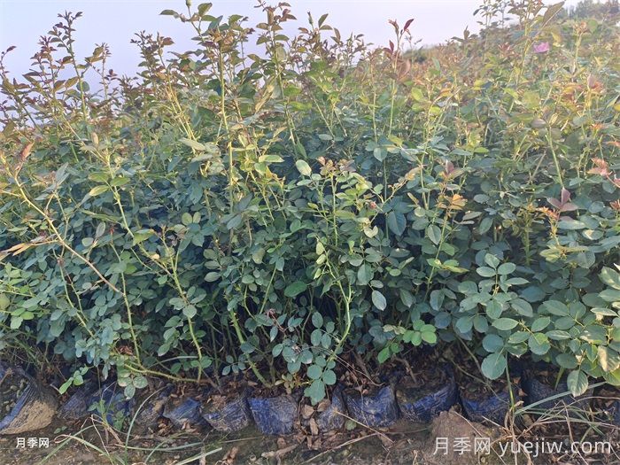 灌木月季和藤本月季有什么区别？(图2)