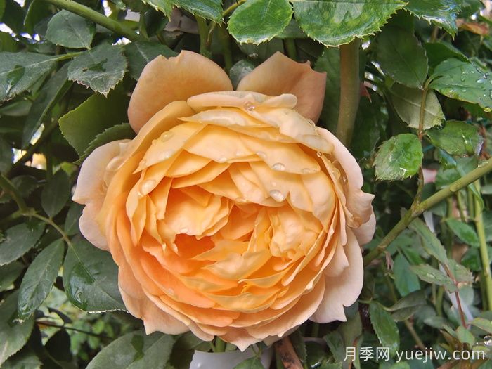 适合四川种植的藤本月季(图2)