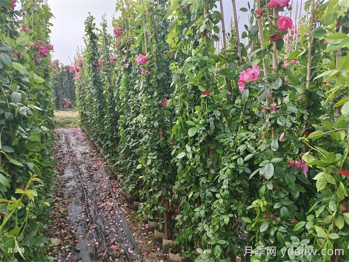 1.5米高藤本月季(图3)