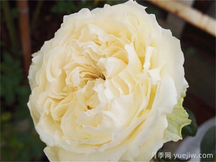 10个值得拥有的白色系月季品种盘点(图3)