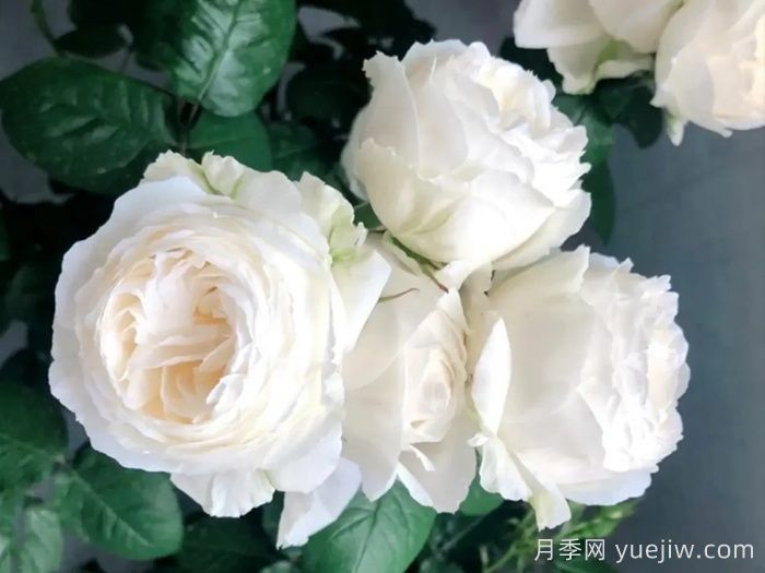 帮助推荐10款优秀的白色月季花(图1)