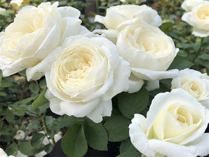 婚礼之路月季的优缺点是什么？(图1)