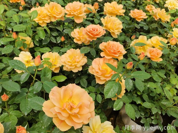 南阳藤本月季的常见病虫害及防治方法(图2)