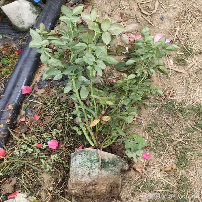 月季强笋爆长影响株型，有什么解法？(图1)