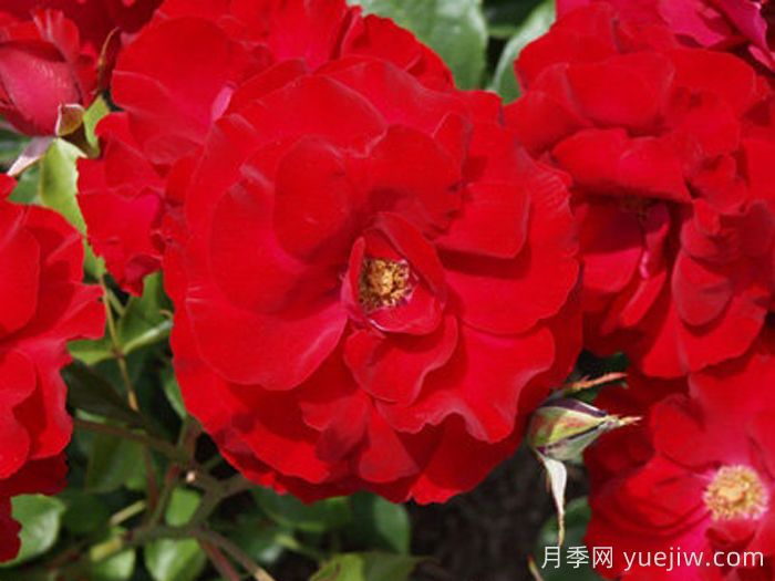 梅洛荣耀月季/梅洛格(图1)