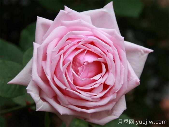 中国月季四大老种，你识得几个？(图2)