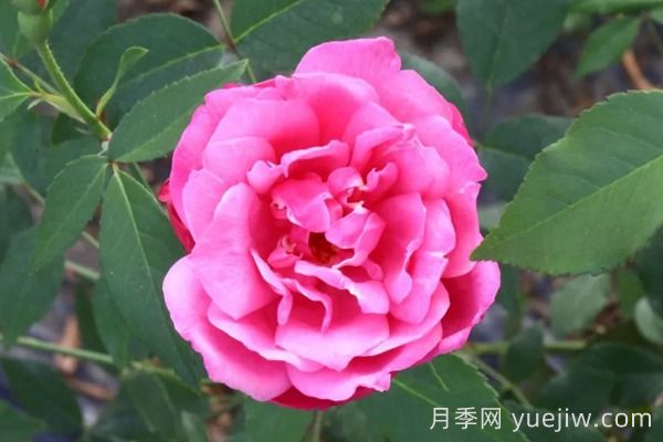 中国月季四大老种，你识得几个？(图3)