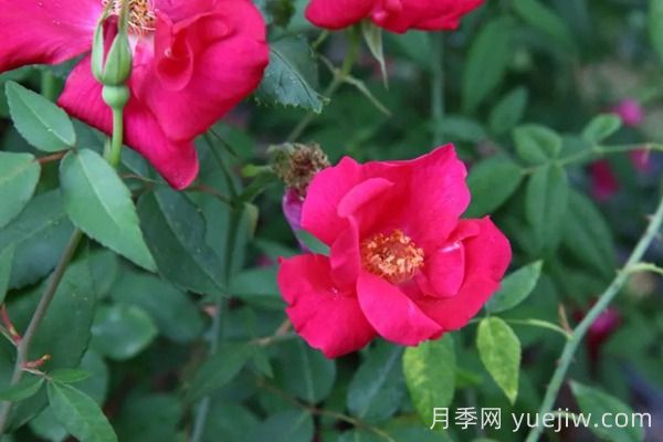 中国月季四大老种，你识得几个？(图4)