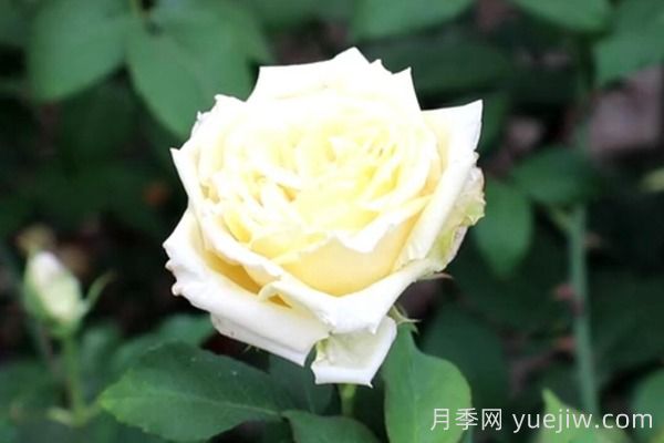 中国月季四大老种，你识得几个？(图5)