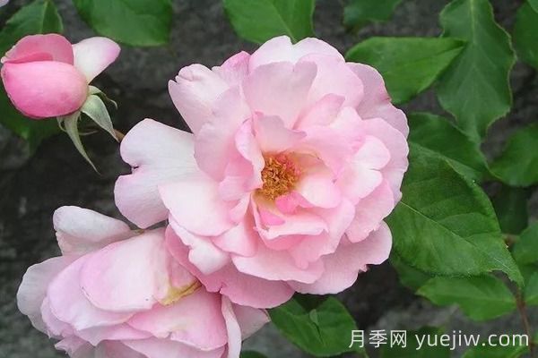 中国月季四大老种，你识得几个？(图6)
