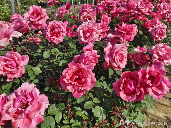月季花的养殖方法和注意事项(图1) 月季花的养殖方法和注意事项(图1)