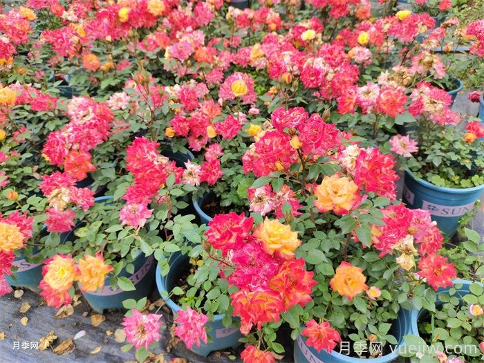 月季花的养殖方法和注意事项(图2) 月季花的养殖方法和注意事项(图2)