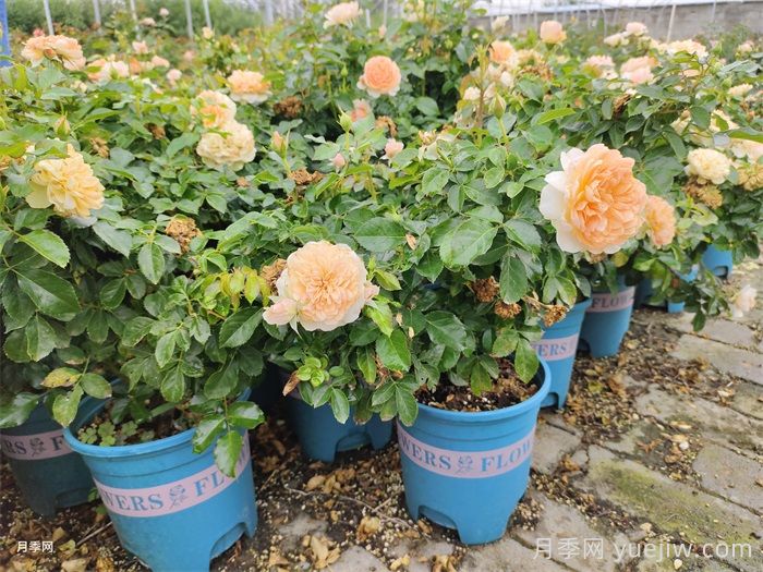 月季花盆栽的养殖方法(图1)