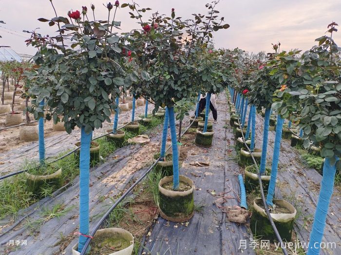 地上钵树状月季/月季树容器苗(图3)