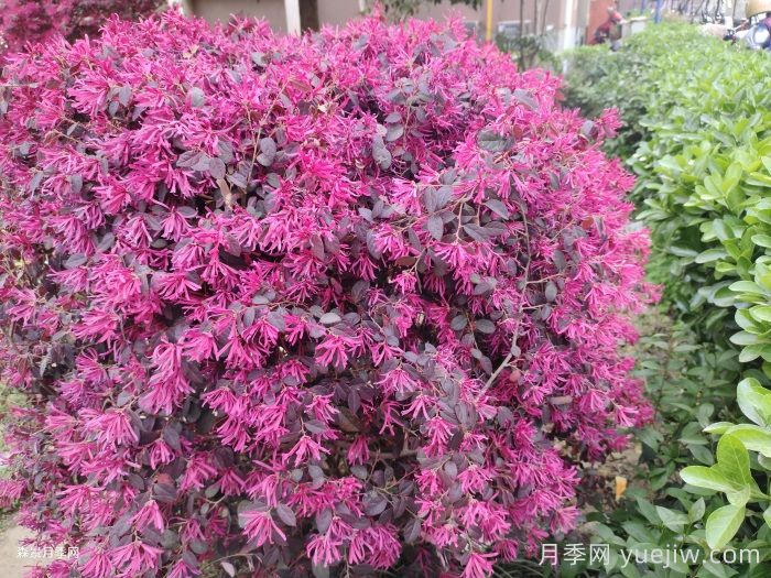 红花继木/红花檵木(图2)