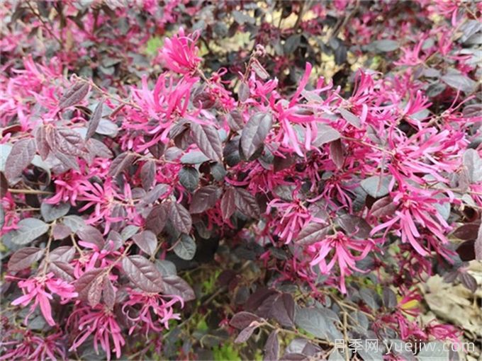 红花继木/红花檵木(图4)